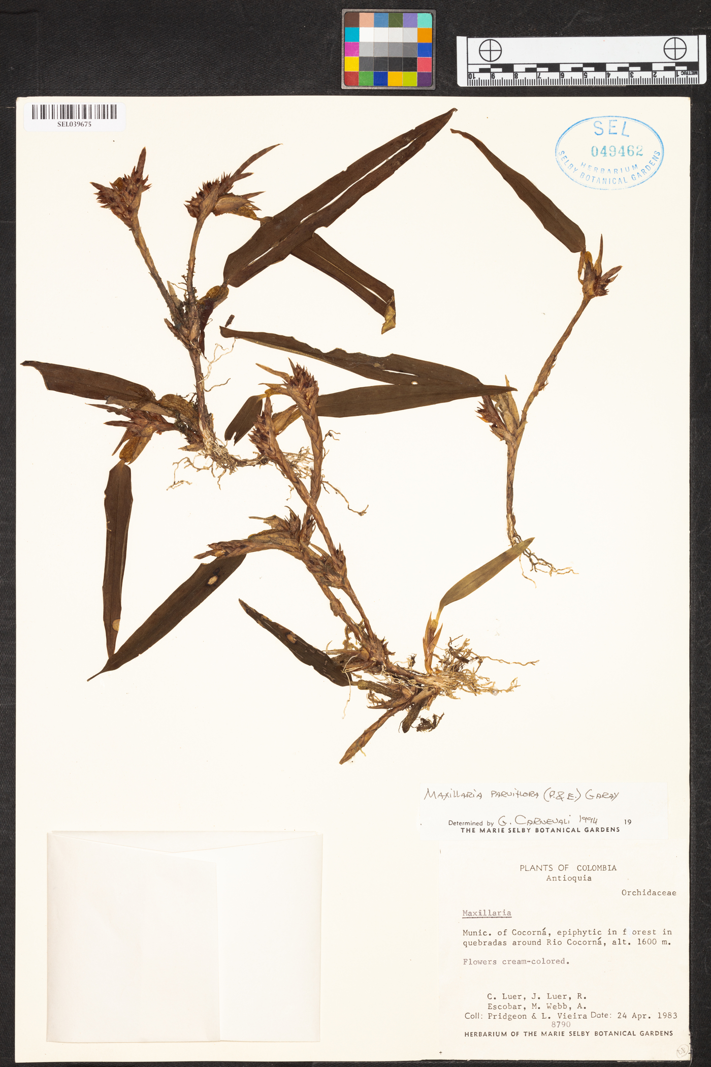 Maxillaria parviflora image