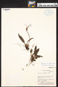 Maxillaria patens image