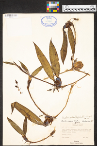 Maxillaria pendula image