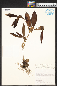 Maxillaria pendula image
