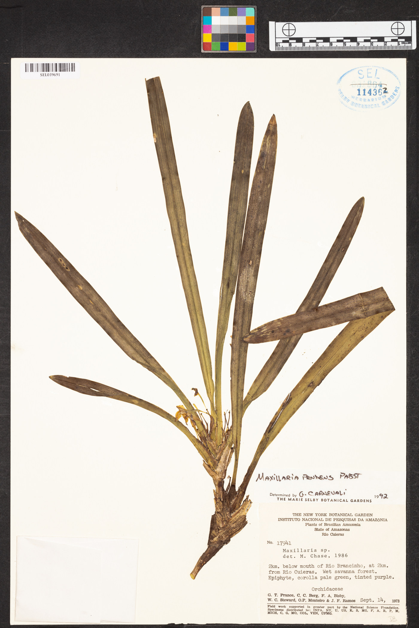 Maxillaria pendens image
