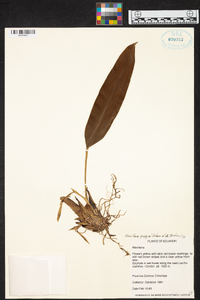 Maxillaria perryae image
