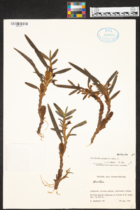 Maxillaria ponerantha image