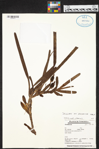 Maxillaria ponerantha image