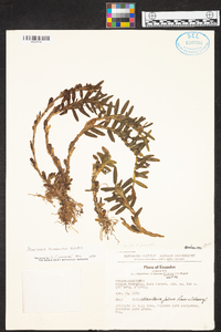 Maxillaria ponerantha image