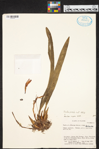 Maxillaria porrecta image