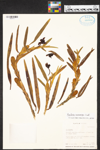 Maxillaria procurrens image