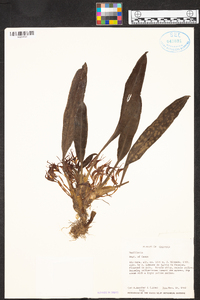 Maxillaria pseudoreichenheimiana image