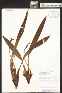 Maxillaria pulla image