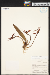 Maxillaria pulla image
