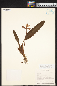 Maxillaria quelchii image
