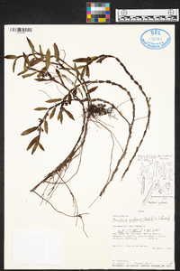 Maxillaria quitensis image
