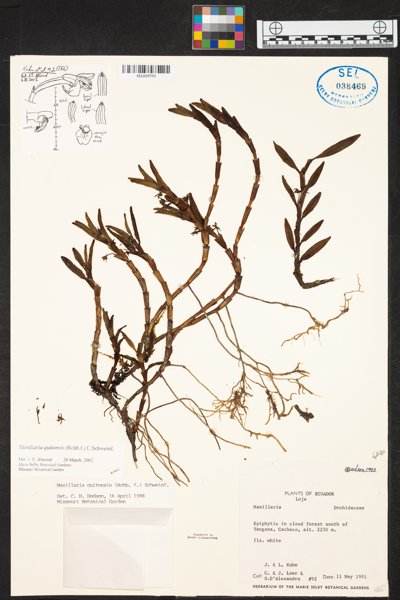 Maxillaria quitensis image