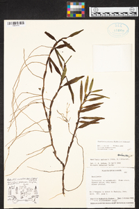 Maxillaria quitensis image