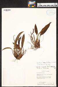 Maxillaria rotundilabia image