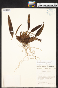 Maxillaria rotundilabia image