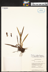 Maxillaria santanae image