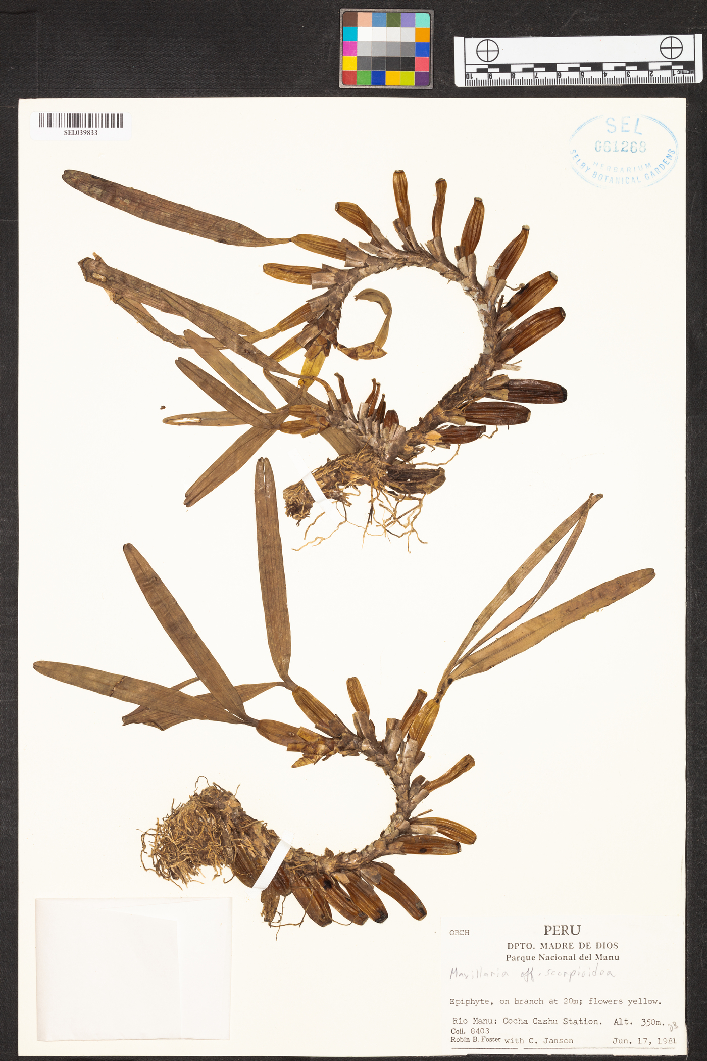 Maxillaria scorpioidea image