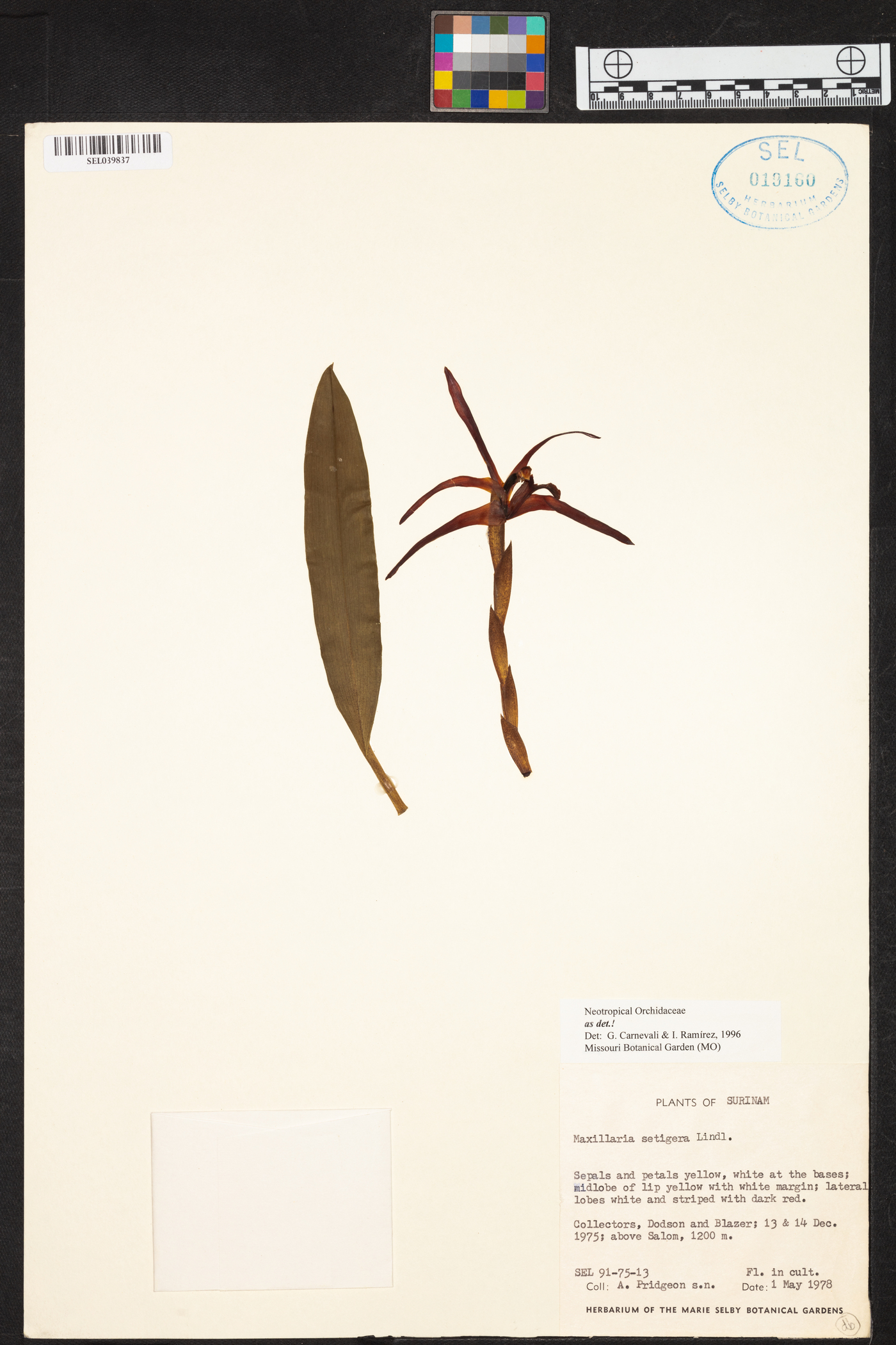 Maxillaria setigera image