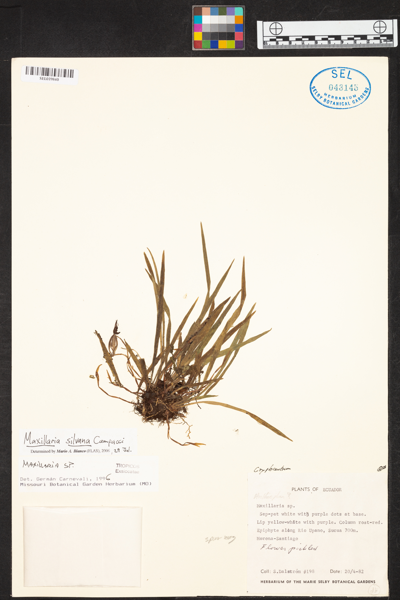 Maxillaria silvana image