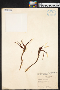 Maxillaria speciosa image