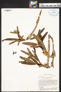 Maxillaria spilotantha image