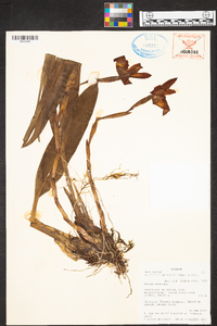 Maxillaria splendens image
