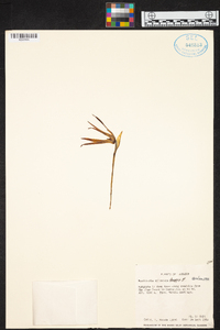 Maxillaria splendens image