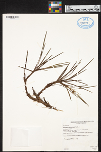 Maxillaria tocotana image