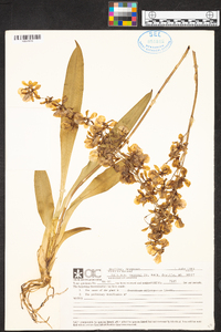 Oncidium oblongatum image