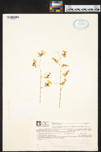 Oncidium obryzatum image