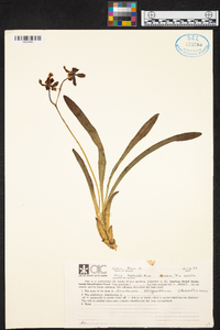 Oncidium oliganthum image