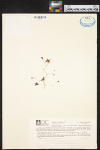 Oncidium ornithorhynchum image