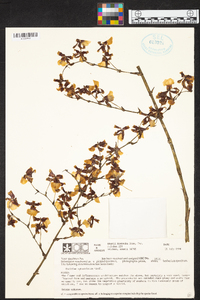 Oncidium sphacelatum image