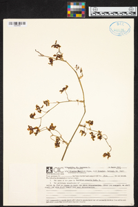 Oncidium lineoligerum image