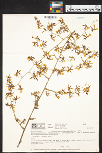 Oncidium lineoligerum image