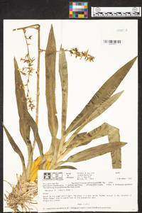 Oncidium lineoligerum image