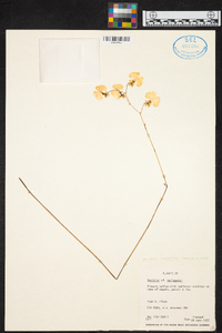 Tolumnia urophylla image