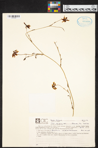 Oncidium wentworthianum image