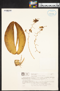 Grandiphyllum divaricatum image