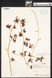 Oncidium anthocrene image