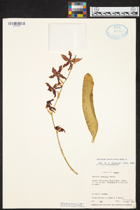 Oncidium anthocrene image