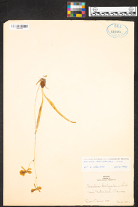 Oncidium brachyandrum image