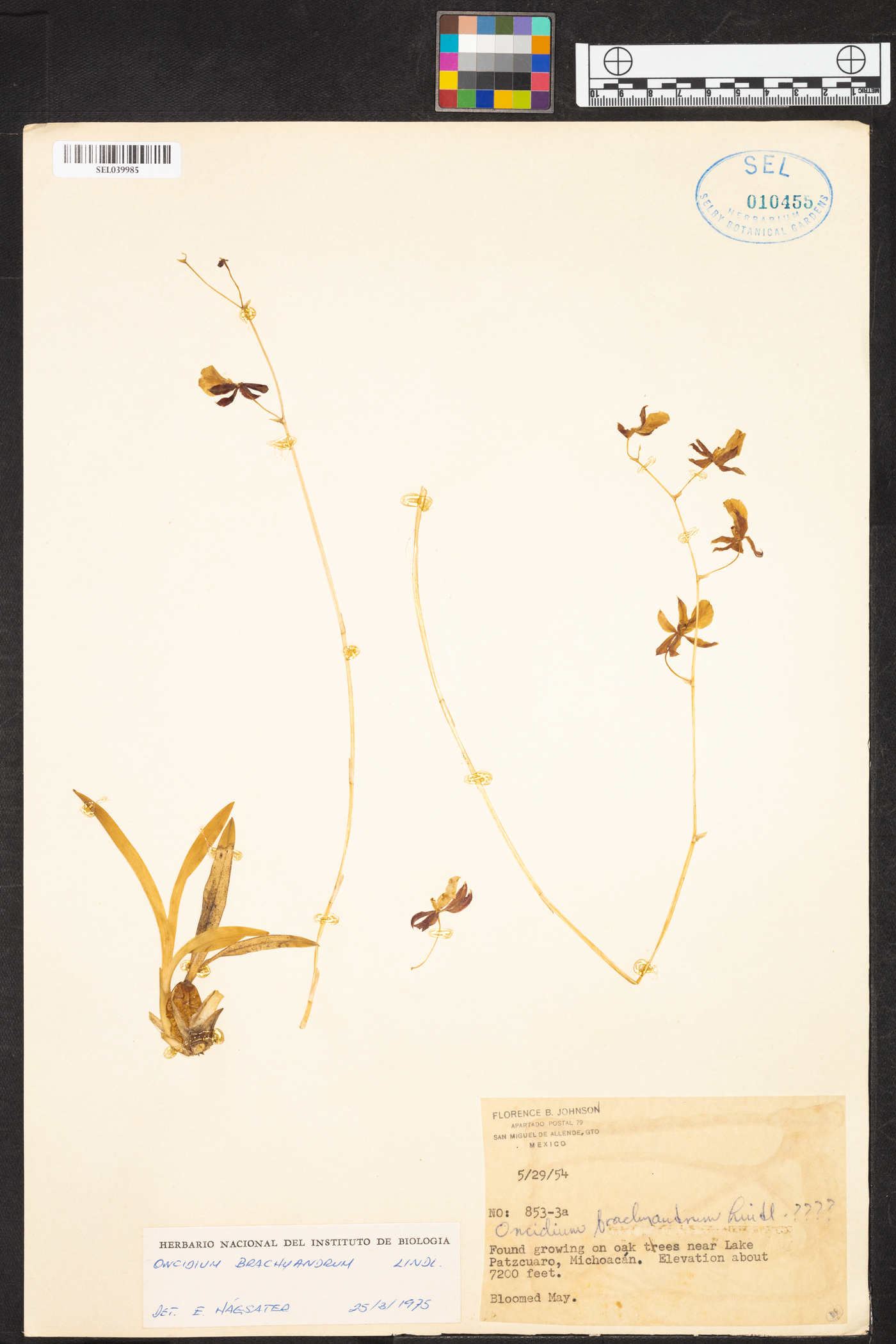 Oncidium brachyandrum image