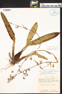 Oncidium bracteatum image