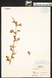 Oncidium bracteatum image