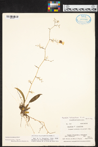 Oncidium bryolophotum image