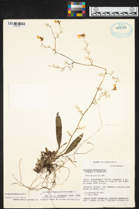 Oncidium bryolophotum image