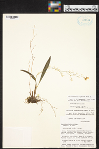 Oncidium bryolophotum image