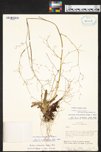 Oncidium bryolophotum image